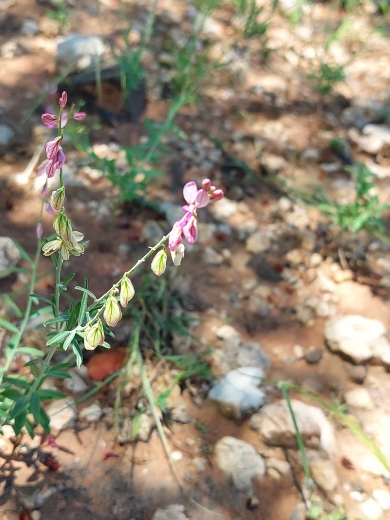 Polygala leptophylla var. leptophylla photo 3