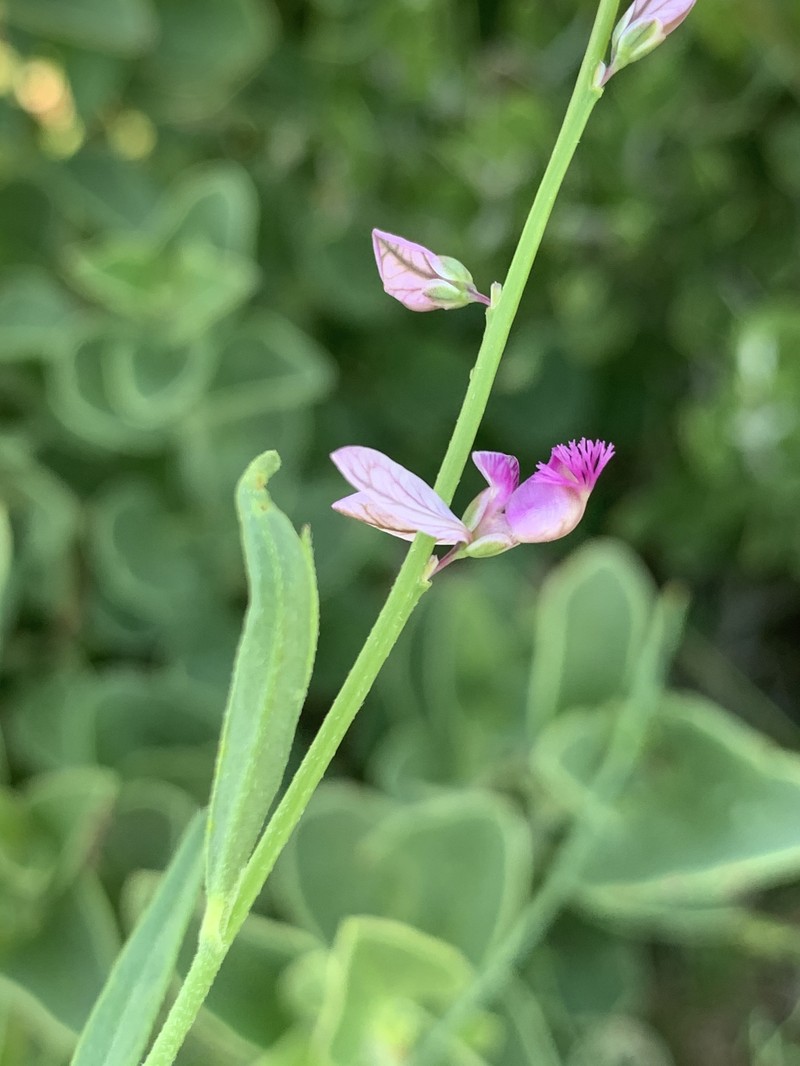 Polygala leptophylla var. leptophylla photo 4