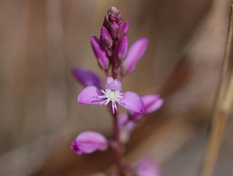 Lewton's Milkwort