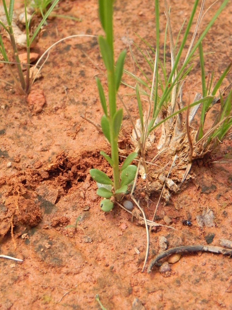 Longstem Milkwort photo 2