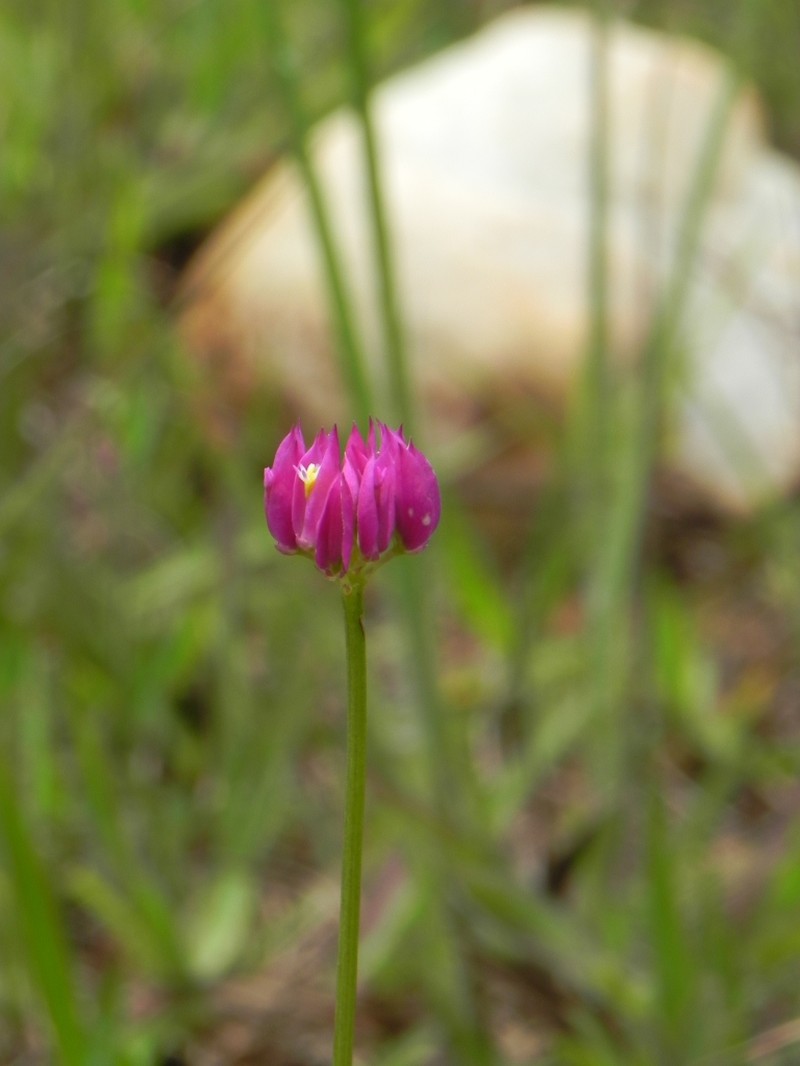 Longstem Milkwort
