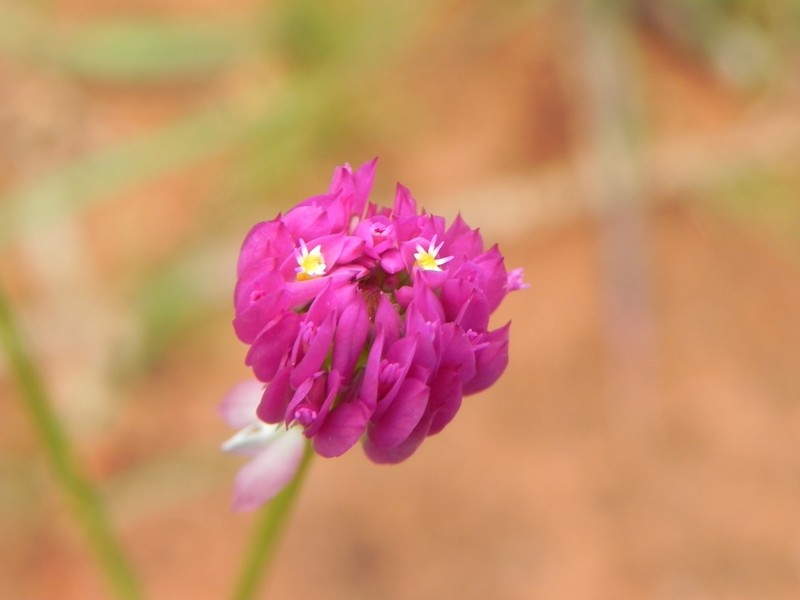 Longstem Milkwort photo 3