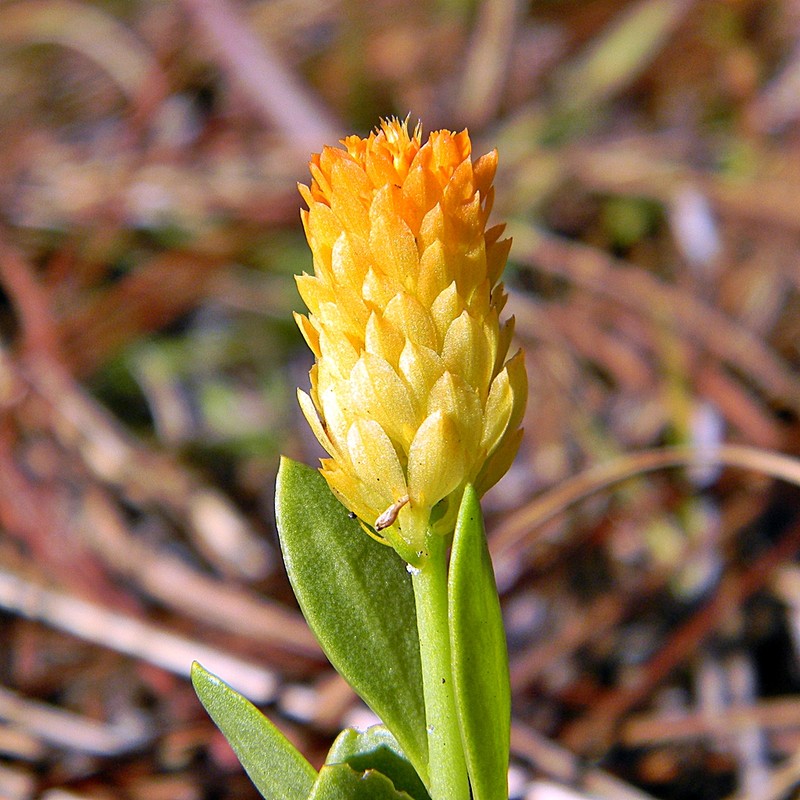 Orange Milkwort