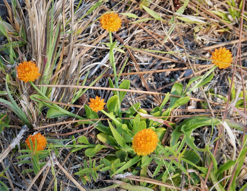Orange Milkwort photo 5