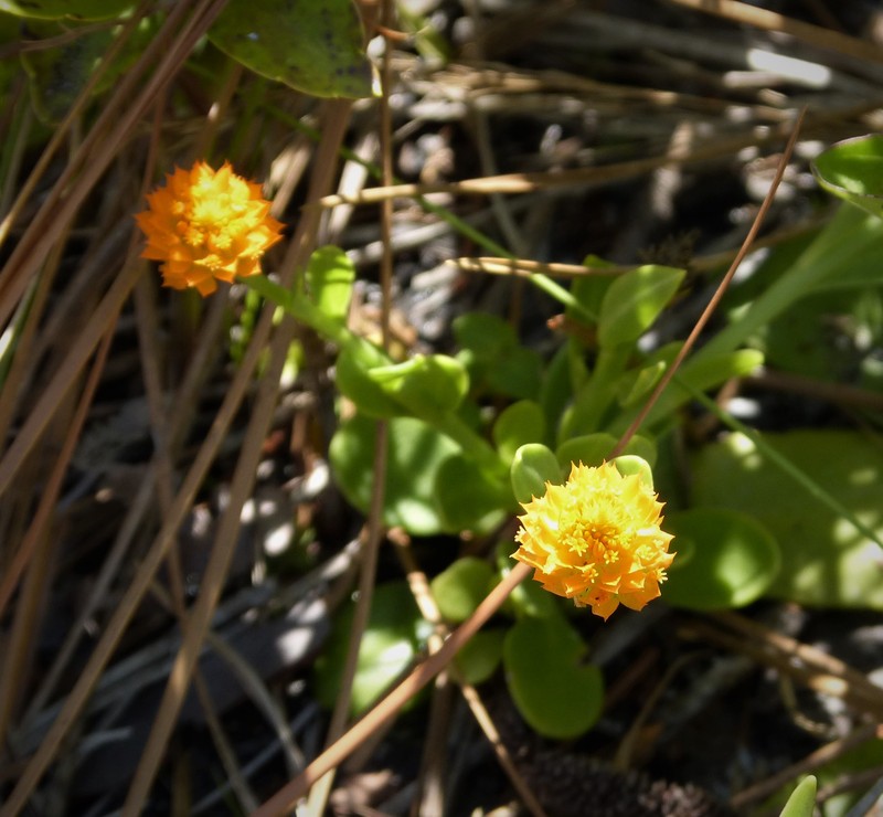 Orange Milkwort photo 6