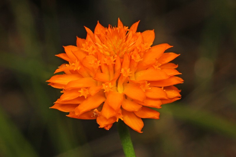 Orange Milkwort photo 2