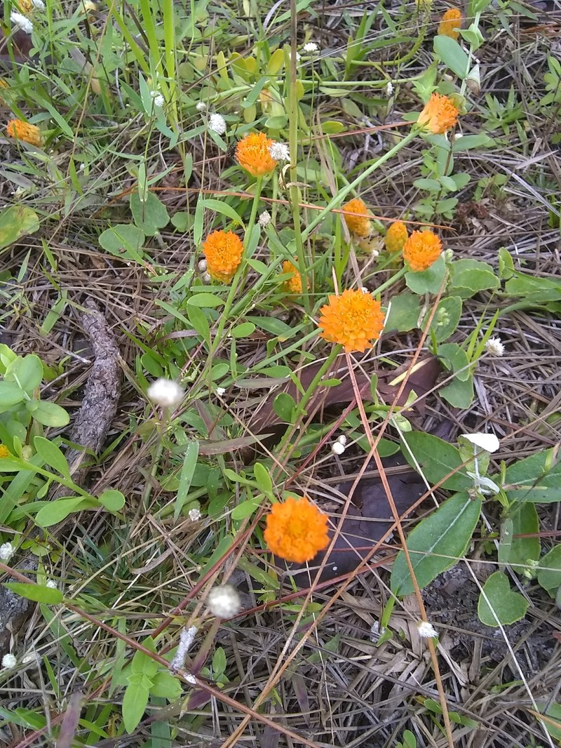 Orange Milkwort photo 3