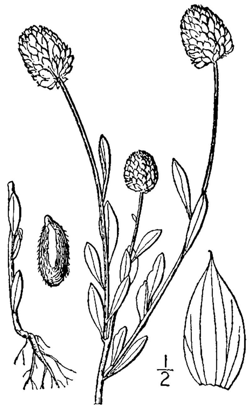 Orange Milkwort photo 4
