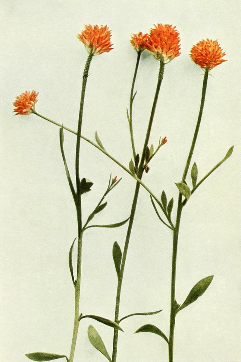 Orange Milkwort photo 7