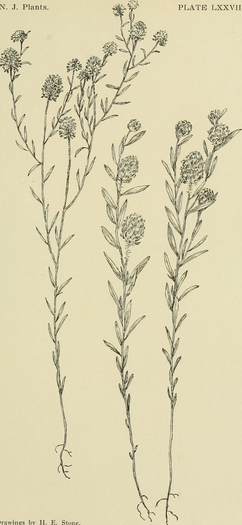 Maryland Milkwort photo 3