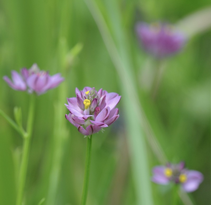 Maryland Milkwort photo 4
