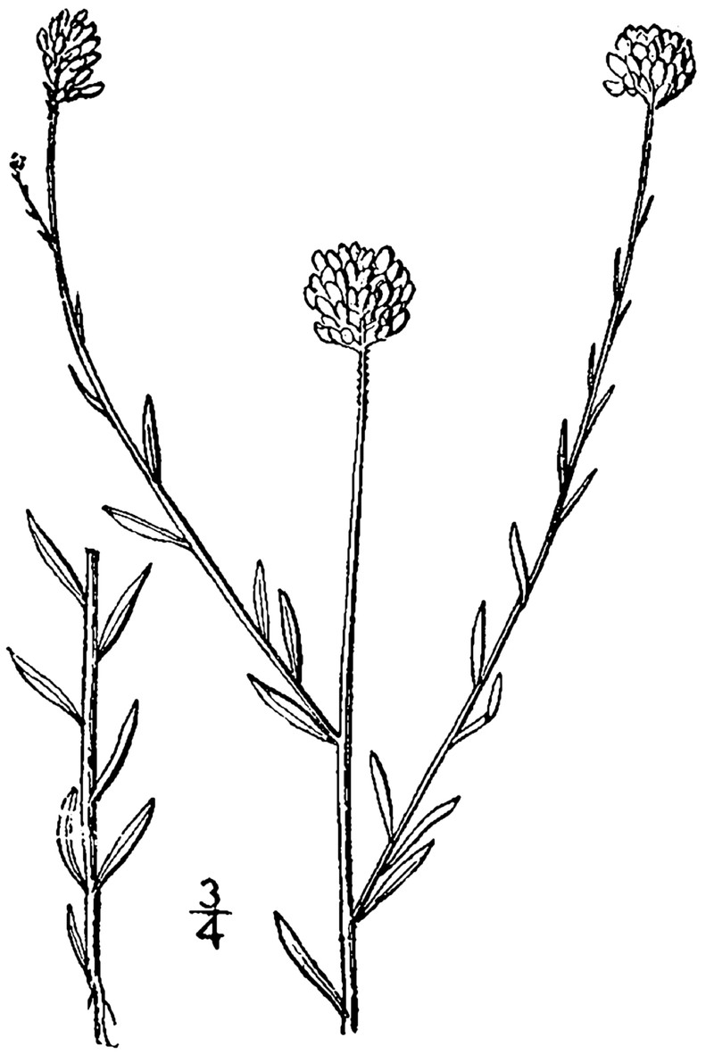 Maryland Milkwort photo 5
