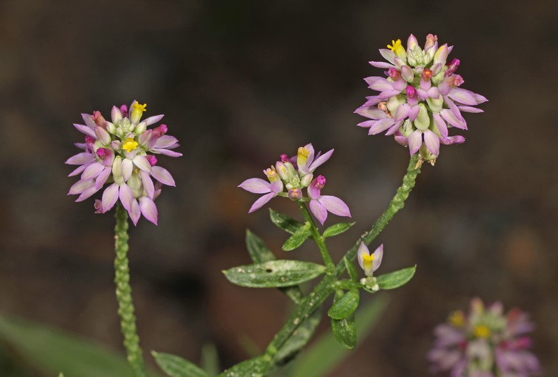 Maryland Milkwort