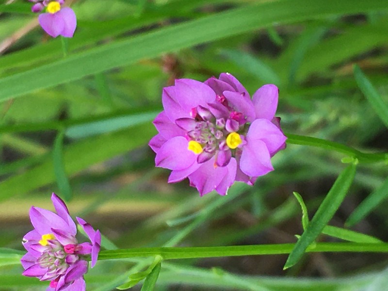 Maryland Milkwort photo 2