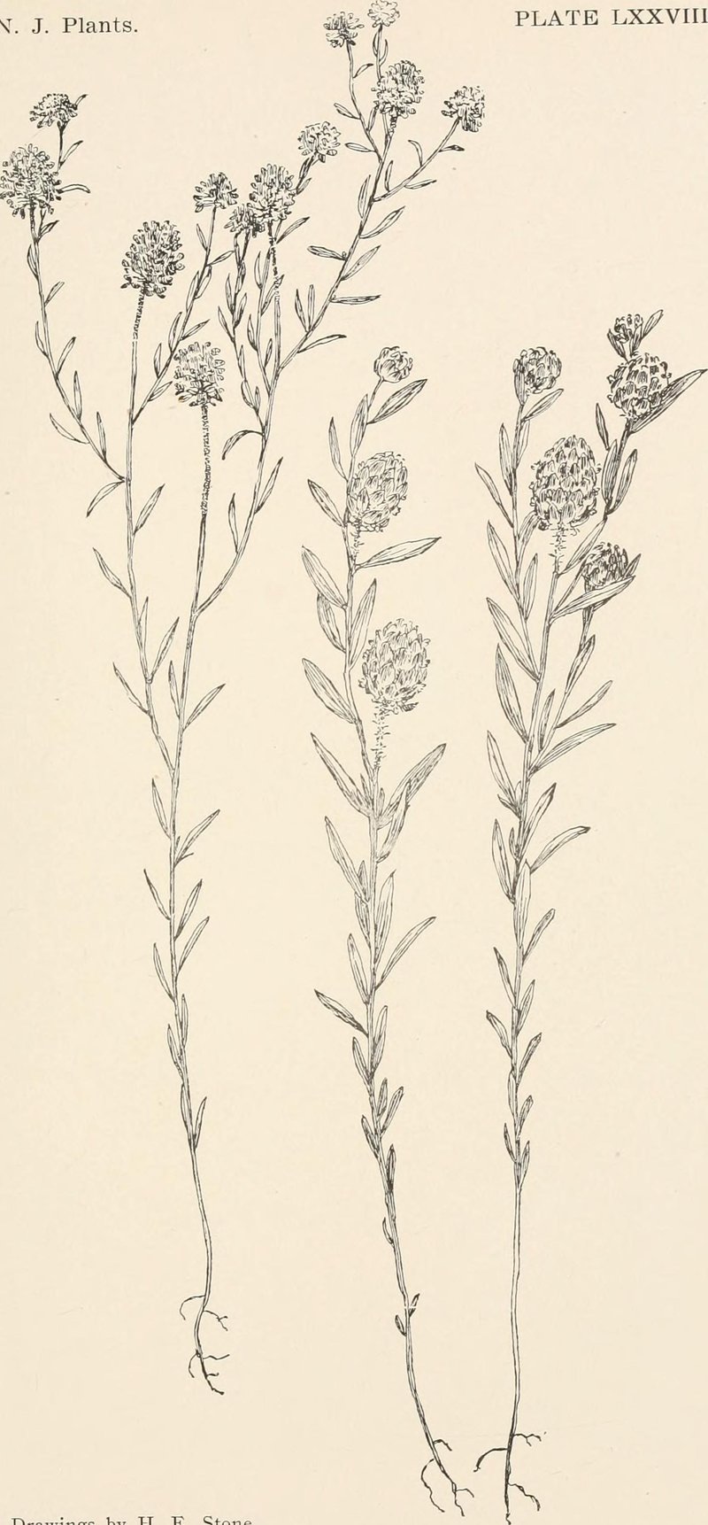 Maryland Milkwort photo 6