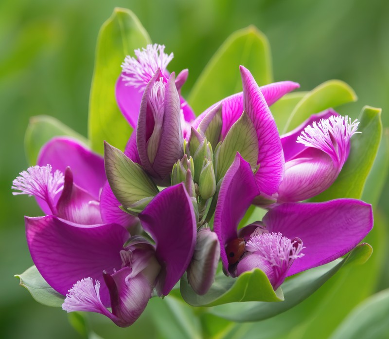 Myrtle-Leaf Milkwort photo 3