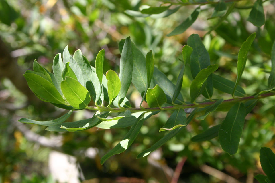 Myrtle-Leaf Milkwort photo 5