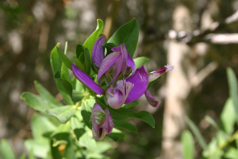 Myrtle-Leaf Milkwort