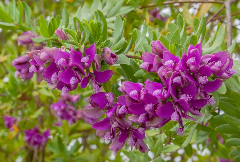 Myrtle-Leaf Milkwort photo 2