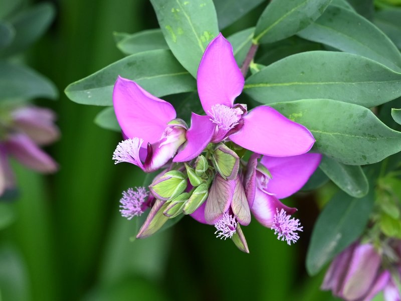 Myrtle-Leaf Milkwort photo 6