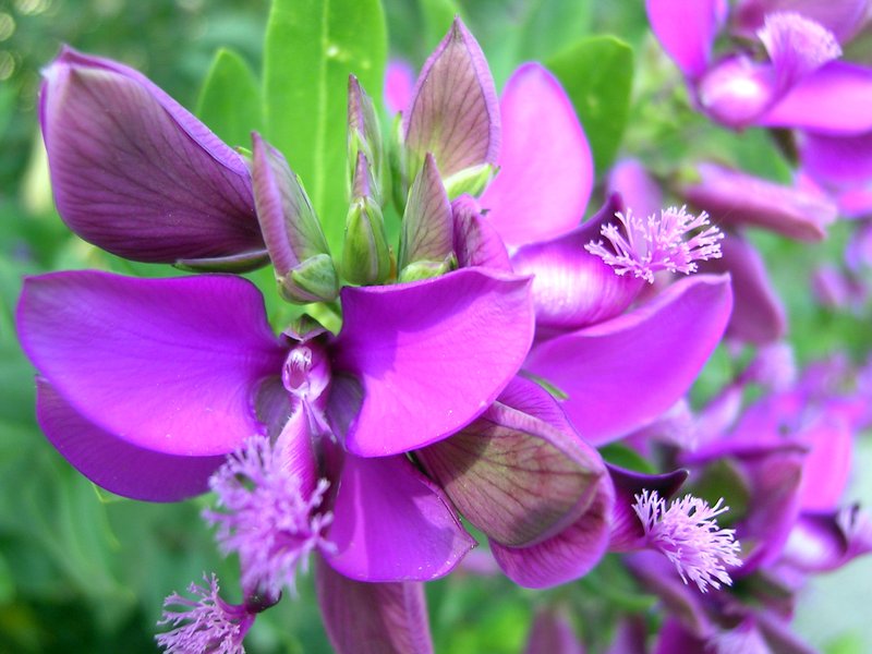 Myrtle-Leaf Milkwort photo 7