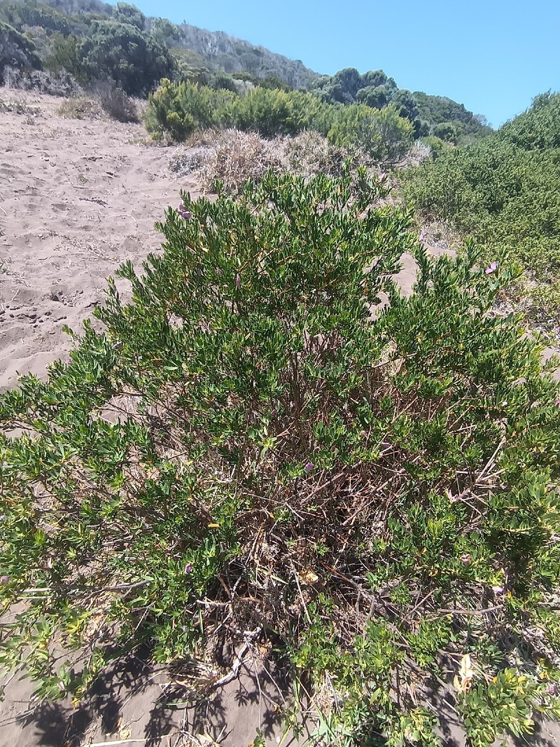 Polygala myrtifolia var. myrtifolia