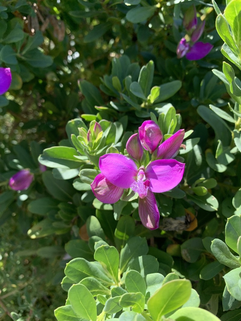 Polygala myrtifolia var. myrtifolia photo 2