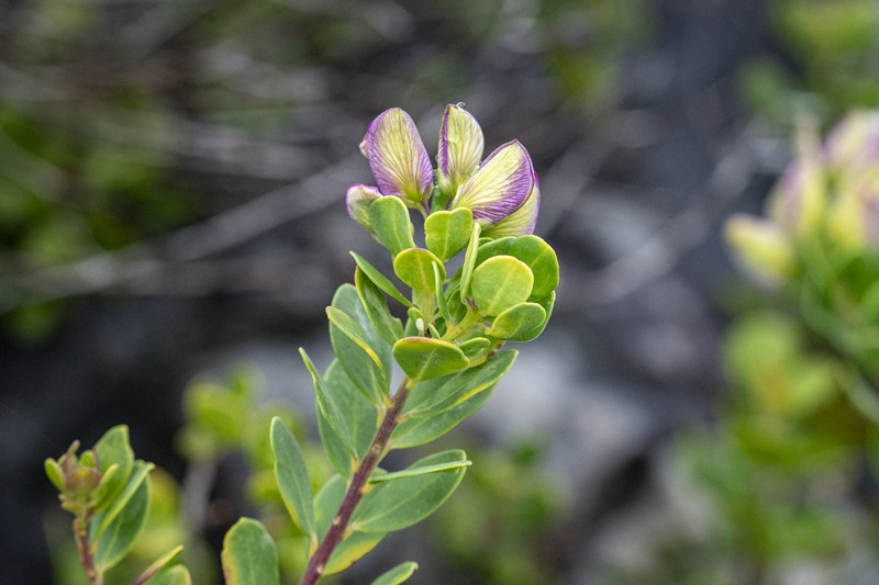 Polygala myrtifolia var. myrtifolia photo 3