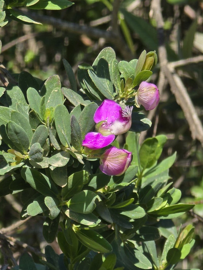 Polygala myrtifolia var. myrtifolia photo 4