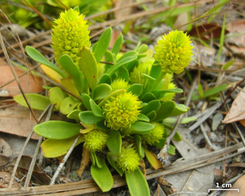 Candyroot photo 4