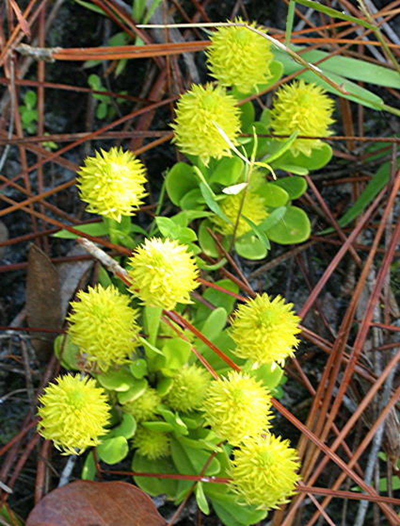 Candyroot photo 2
