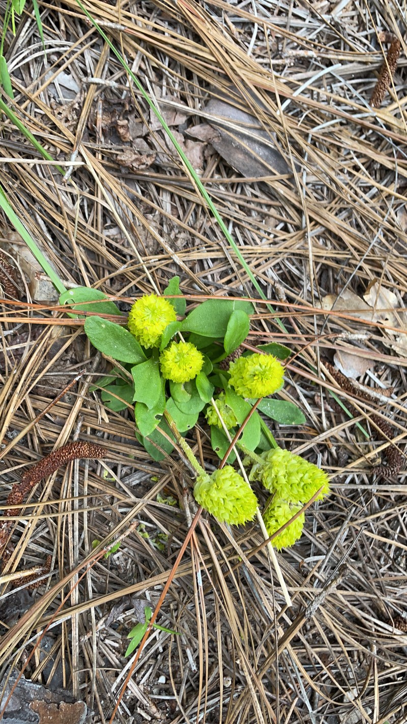 Candyroot photo 3