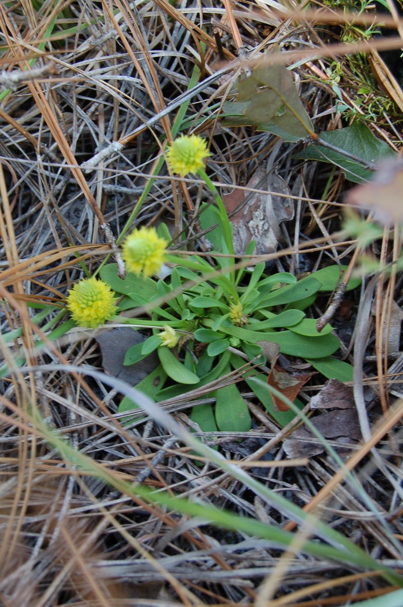 Candyroot photo 5