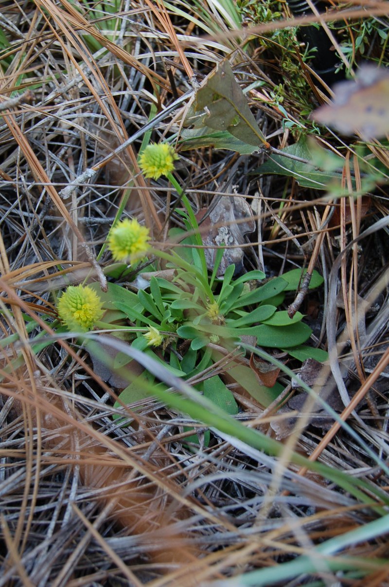 Candyroot photo 6