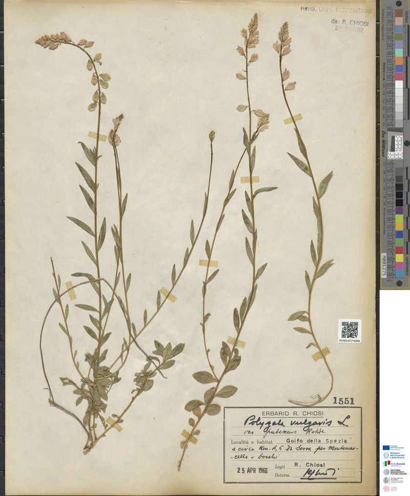 Polygala nicaeensis subsp. nicaeensis