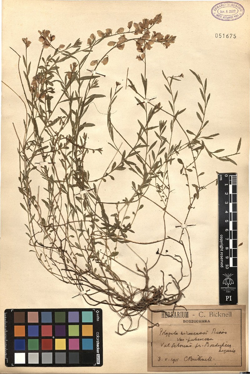 Polygala nicaeensis subsp. nicaeensis photo 2