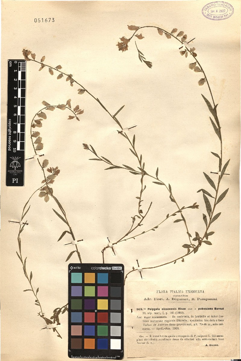 Polygala nicaeensis subsp. nicaeensis photo 3