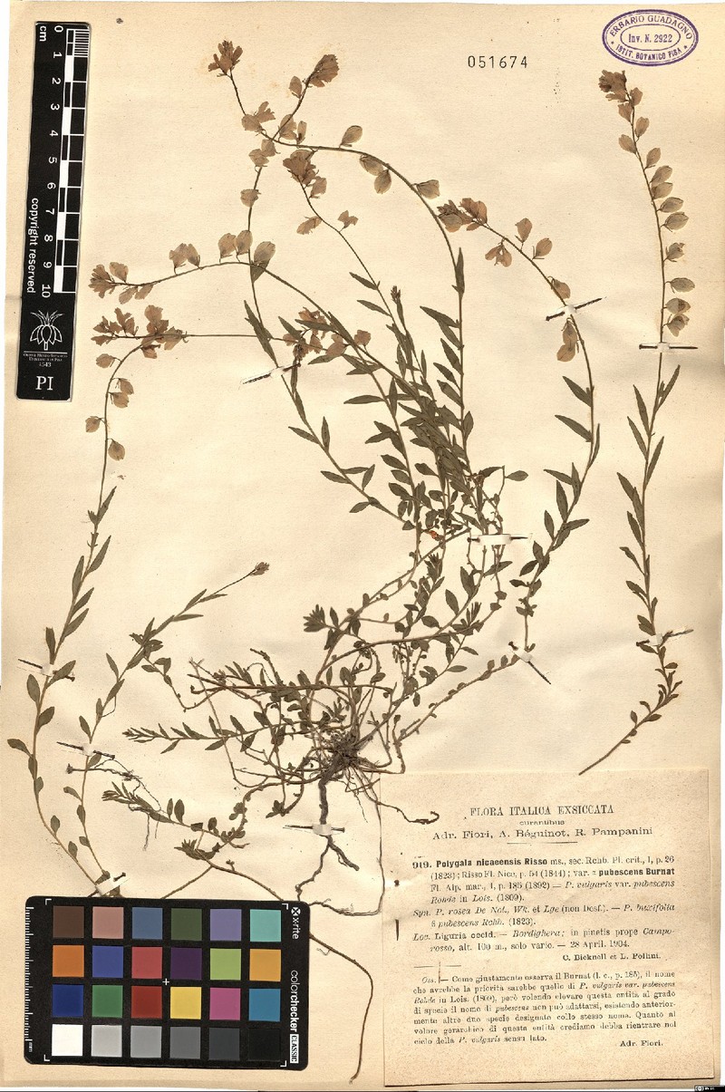 Polygala nicaeensis subsp. nicaeensis photo 4