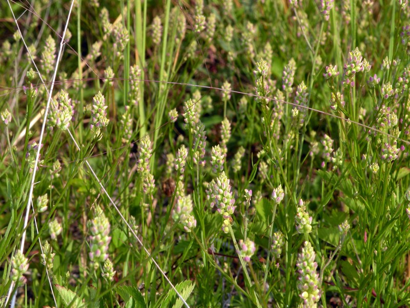 Nuttall's Milkwort photo 4