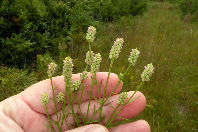 Nuttall's Milkwort photo 5