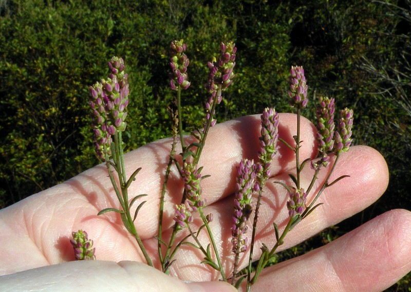 Nuttall's Milkwort photo 2