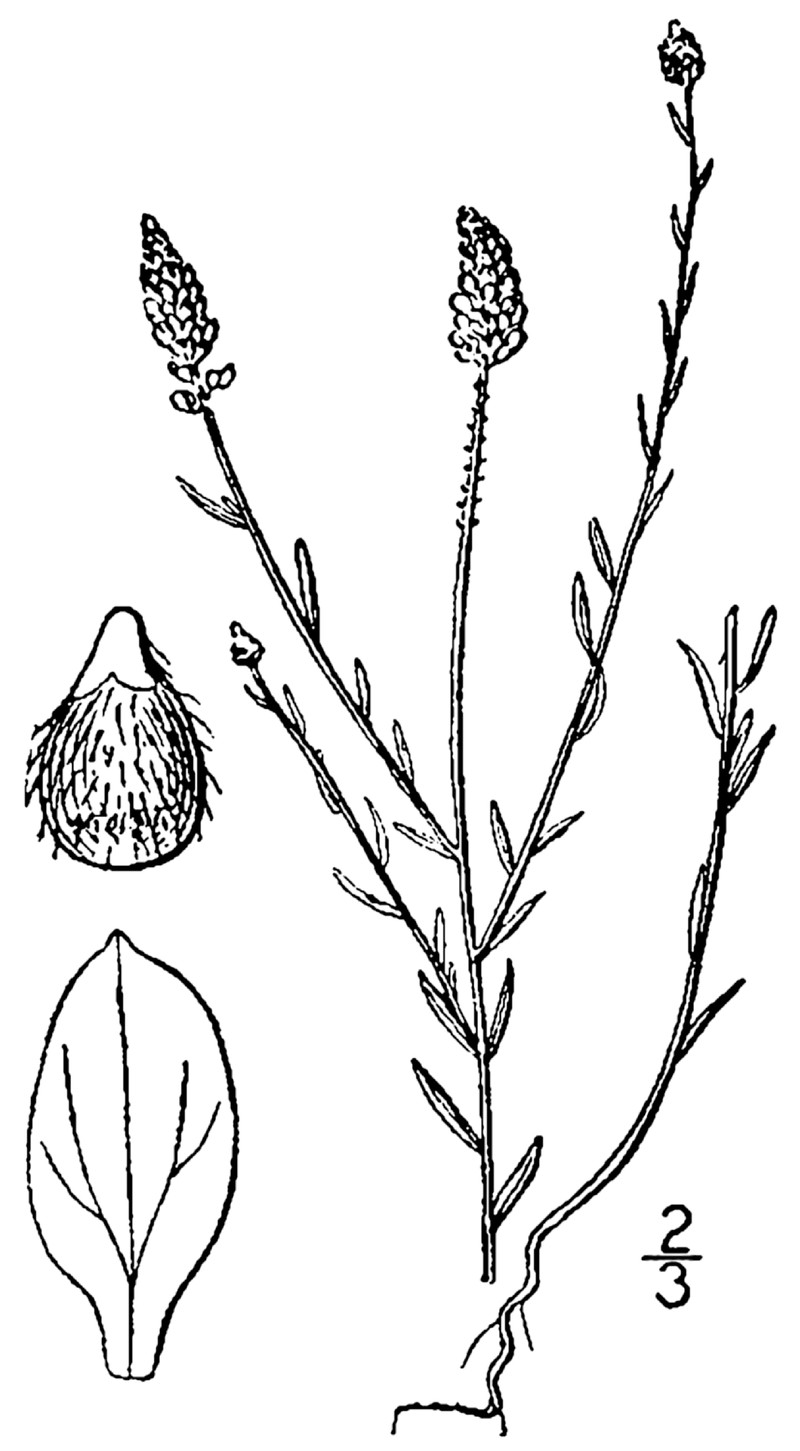 Nuttall's Milkwort photo 3