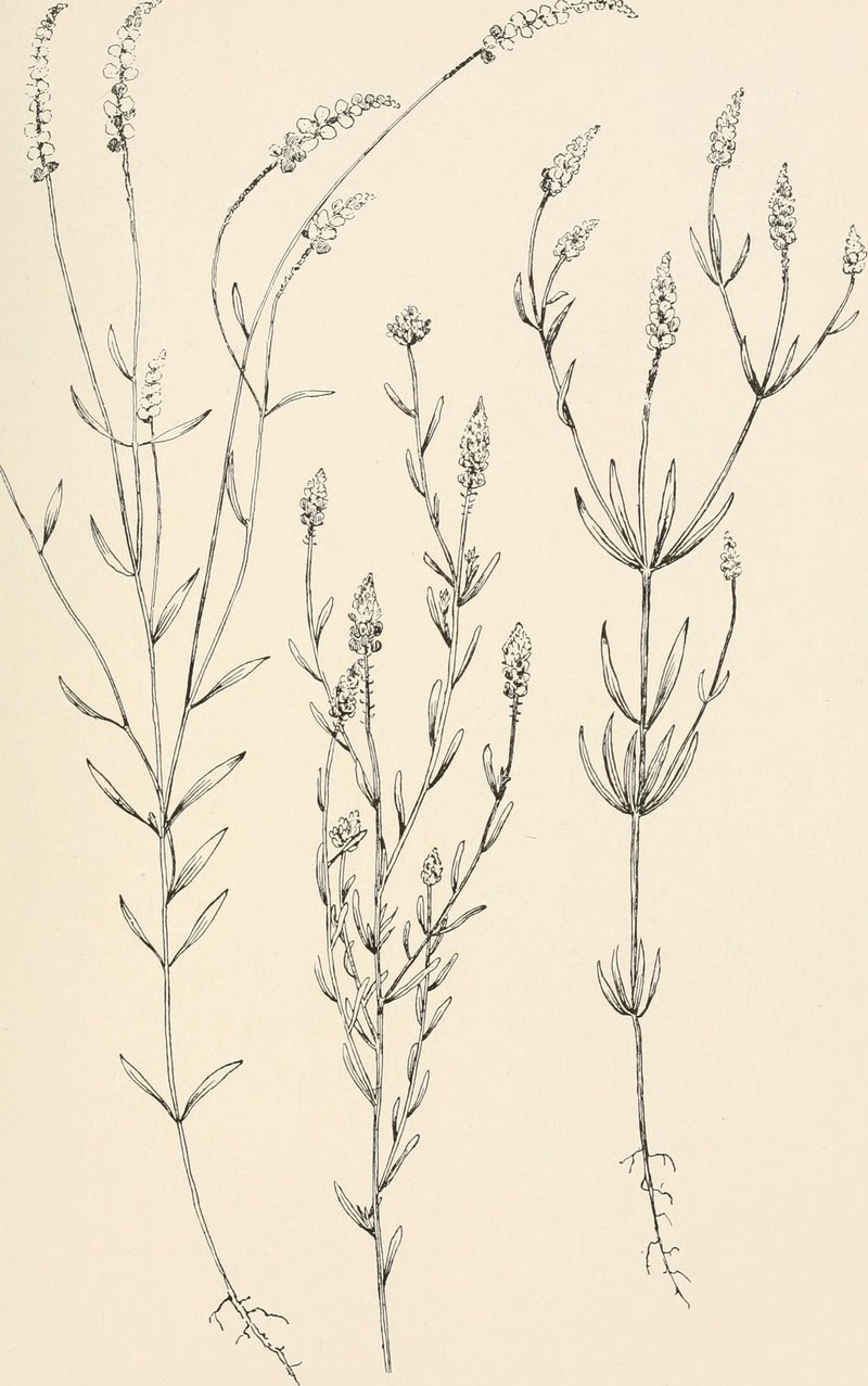 Nuttall's Milkwort photo 6