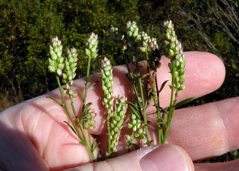 Nuttall's Milkwort photo 7