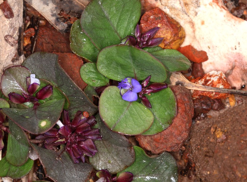Polygala obversa