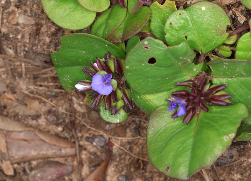 Polygala obversa photo 2