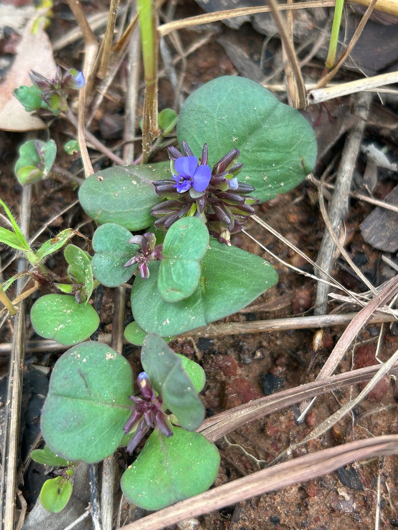 Polygala obversa photo 3