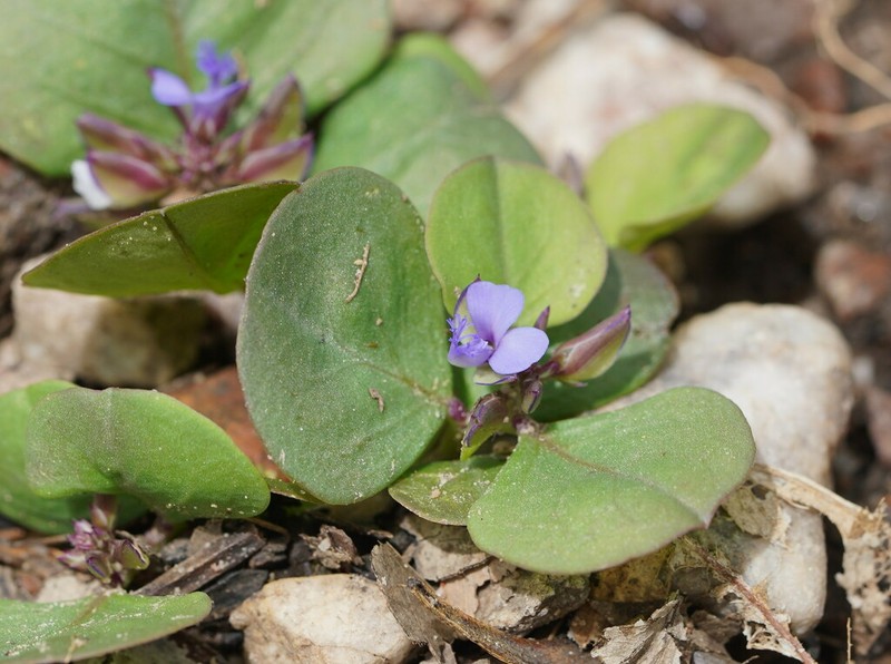 Polygala obversa photo 4