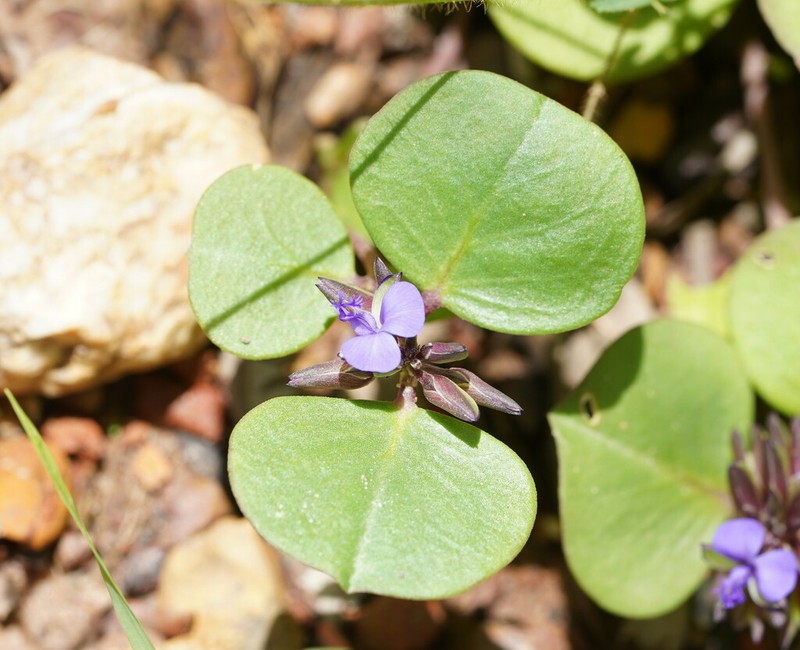 Polygala obversa photo 5