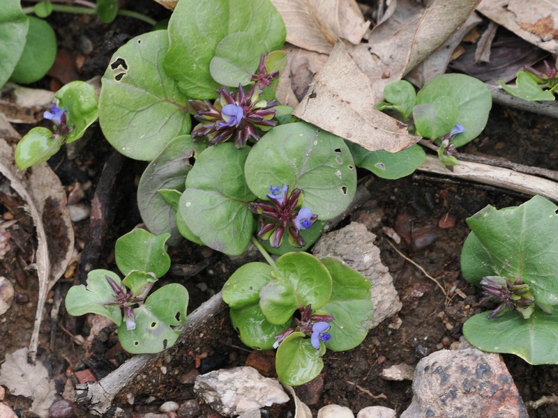 Polygala obversa photo 6